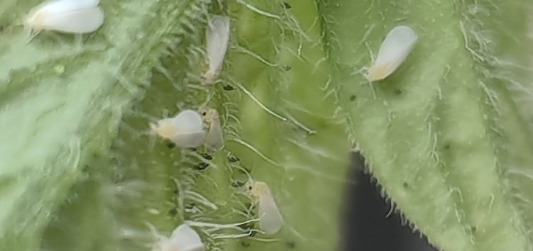 Ученые хотят использовать горькие вещества цикория в качестве натурального инсектицида