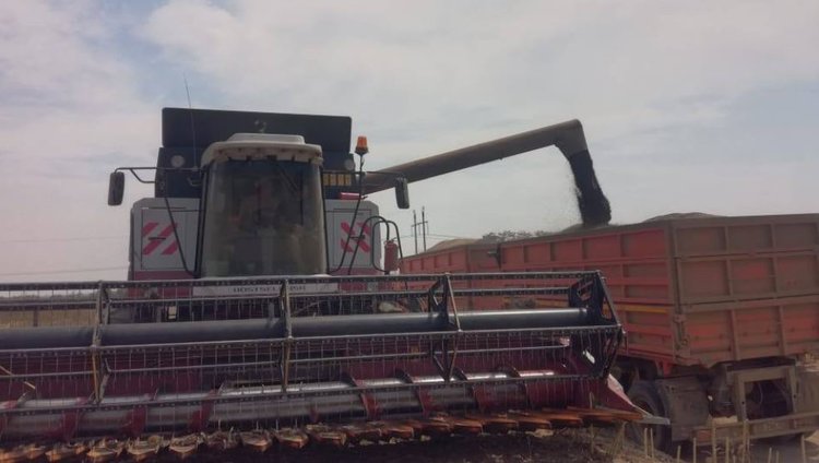 В Ставропольском крае подсолнечник полностью собран с полей - фото