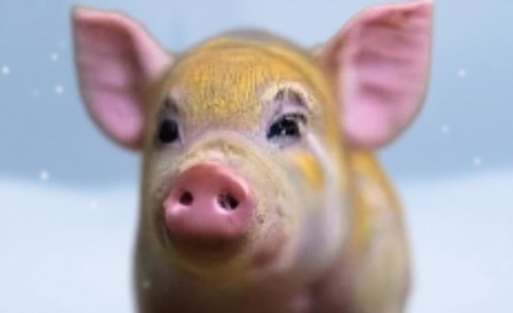 Тепловой коврик для поросят зимой - целенаправленное и эффективное решение для свиноводов - фото