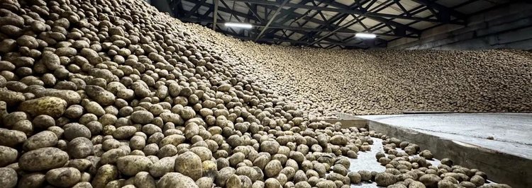 Картофельные самозанятые в Красноярском крае могут получить господдержку