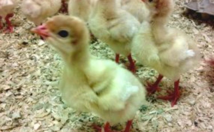 Индюшата из Соединенного Королевства прилетели в Россию