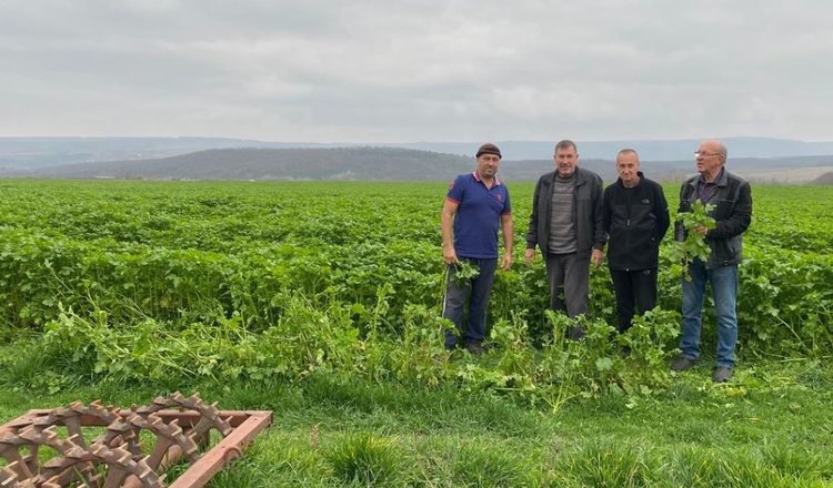 Какой сидерат любит картофель: клубни больше, вкус лучше!