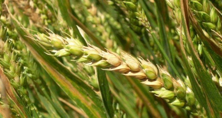 Аргентинские производители пшеницы могут узнать динамику фузариоза колоса в режиме реального времени 