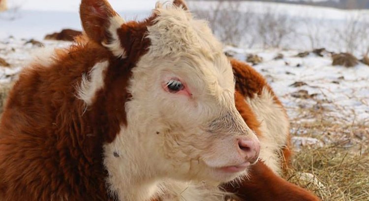 Самарская область переходит на модель взаимодействия науки и агропроизводства - фото