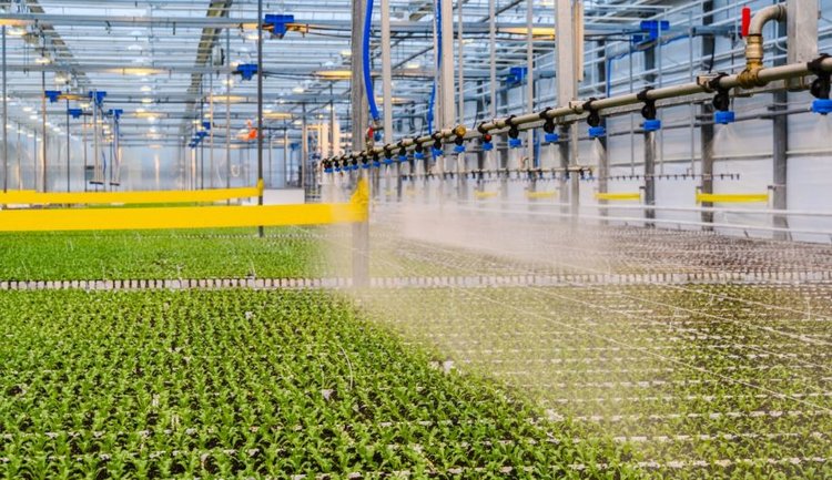 Московская область занимает 2 место в России по тепличным овощам и не останавливается на достигнутом - фото