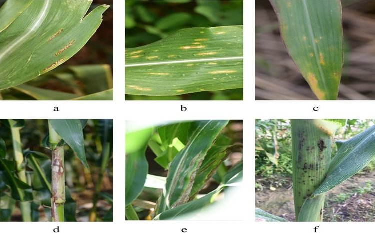 Облегченная модель распознавания болезней кукурузы будет работать с дронами и смартфонами