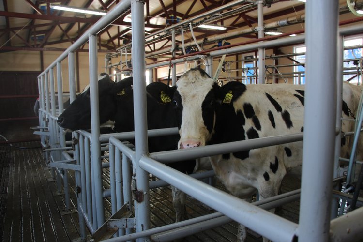 Алтайский учхоз «Пригородное» внедрил беспривязную систему содержания дойного стада