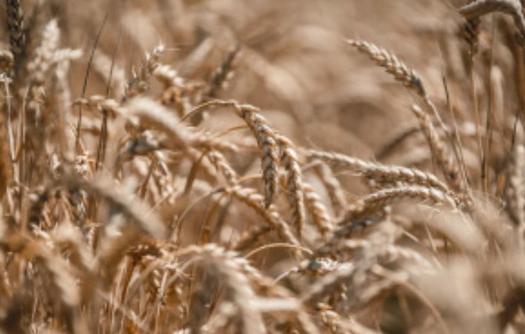 У Липецкой области 4 млн тонн зерновых и зернобобовых к 24 ноября - фото