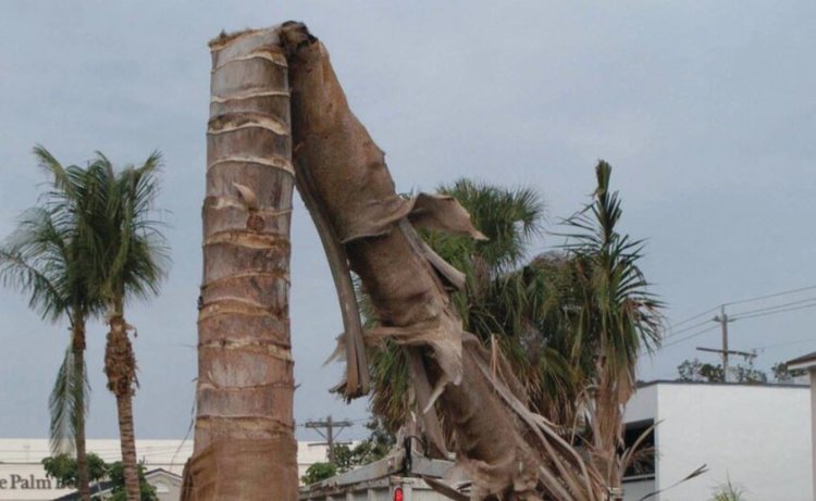 Грибная болезнь ломает пальмы пополам – ученые выработали новую линию защиты - фото