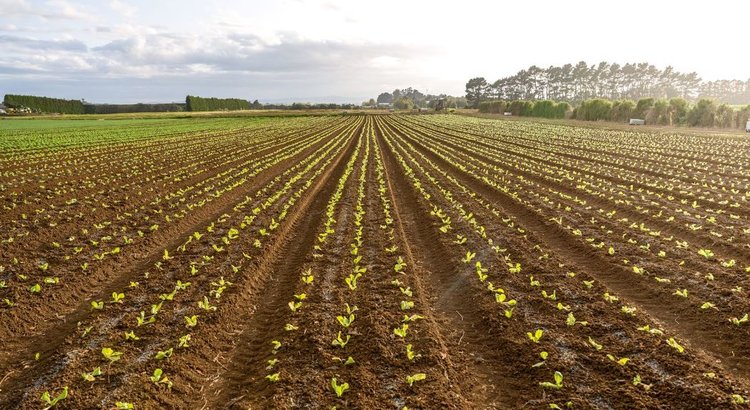 Овощеводческому сектору Новой Зеландии предоставили цифровой калькулятор азота