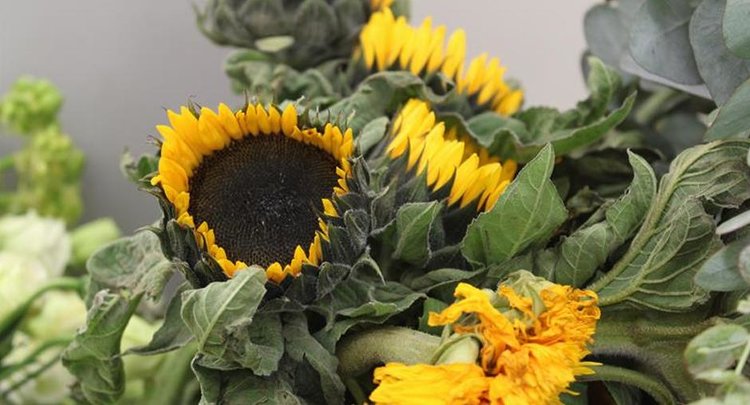 Редкий вид карантинного трипса приехал в Россию из Китая в импортных цветах