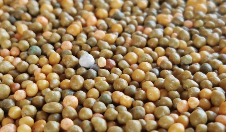 Минеральное питание — ключевой инструмент защиты растений от стрессов  - фото