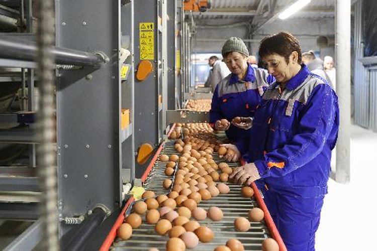 Волгоградские ученые вносят вклад в развитие регионального птицеводства