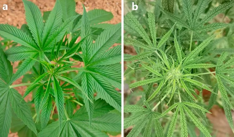 Техническую коноплю в Китае начал заражать новый партитивирус