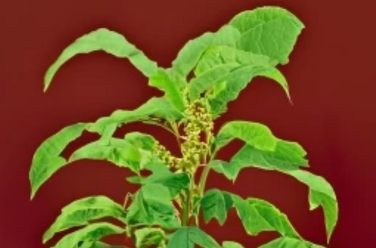 Новых способов борьбы с самыми проблемными широколиственными сорняками по-прежнему нет