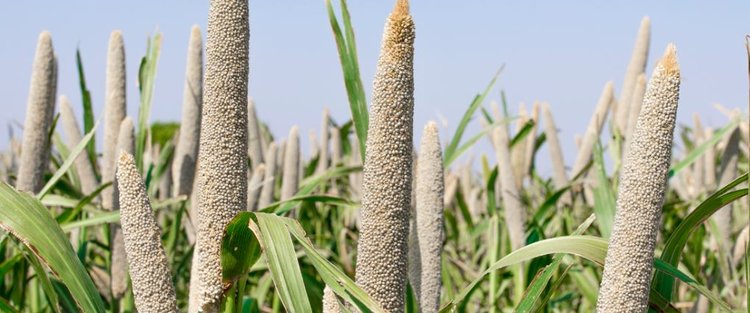 Преодоление барьеров в улучшении африканского проса: новый путь к высокоэффективному редактированию генома - фото