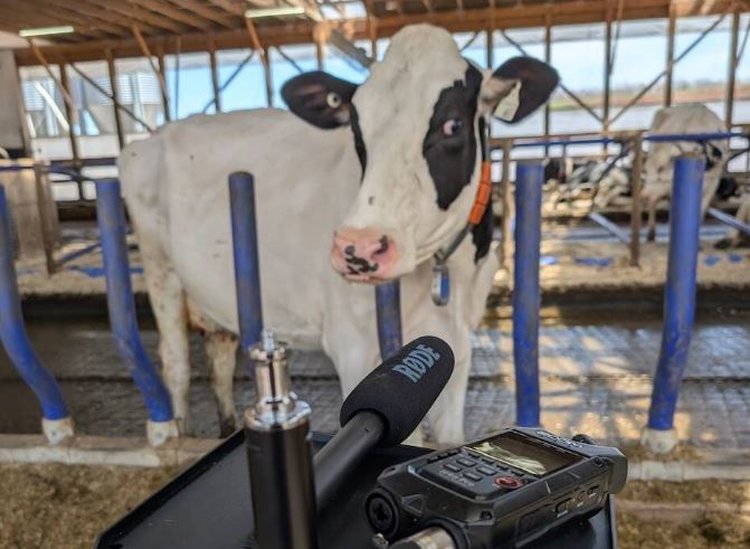 Переводчик с коровьего и измерение уровня метана: для этого разработали приложения