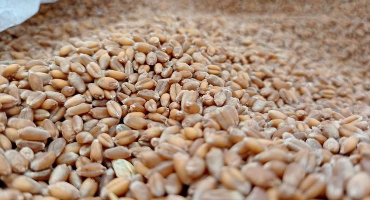 Красноярская пшеница впервые отправилась во Вьетнам - фото