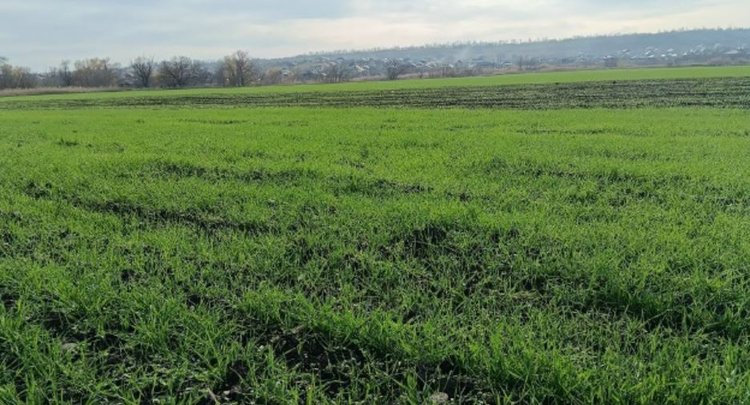 Ставропольские озимые под урожай 2026 имеют хорошие перспективы перезимовать