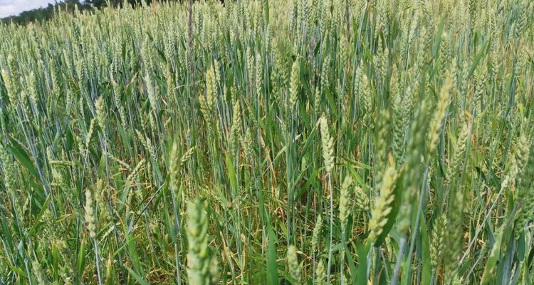 На саратовском рынке отечественные семена уверенно вытесняют иностранные аналоги - фото