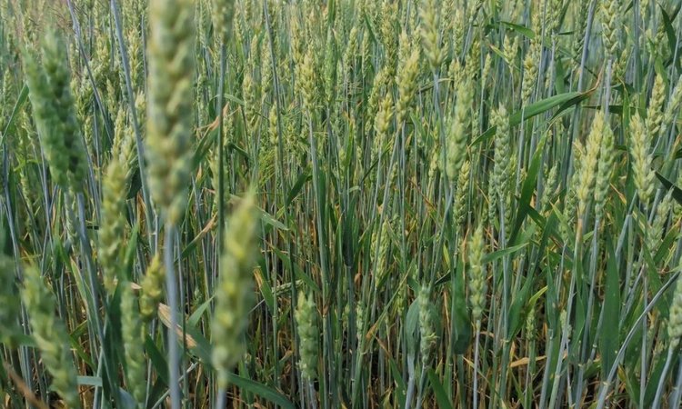 Пшеницу с устойчивостью к тле-переносчику вируса желтой карликовости создадут на основе однозернянки - фото