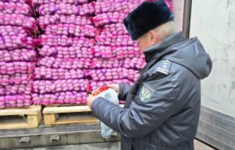 Свыше 42 тонн чеснока поставил Китай в Татарстан с начала года