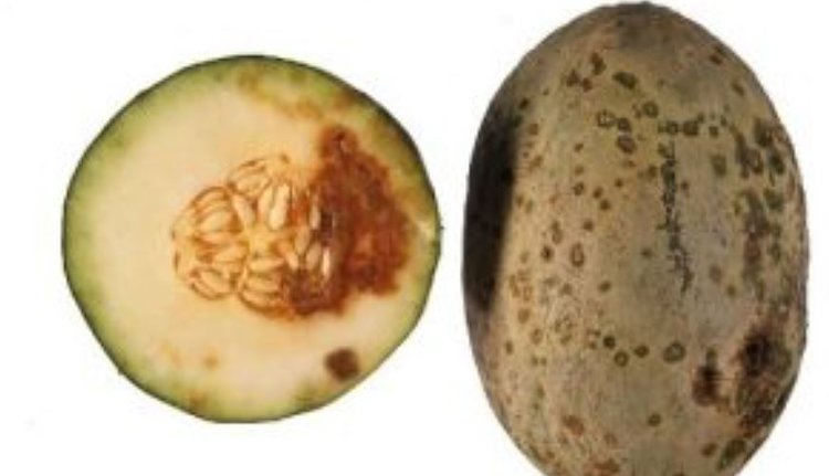 Бактериальная пятнистость тыквенных культур: признаки карантинной болезни