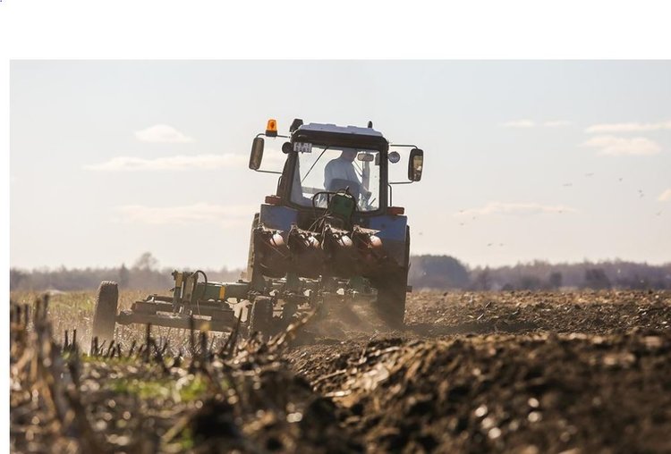 В Приморском крае в 2026 году увеличат посевные площади под кукурузой