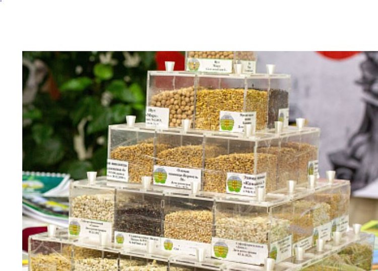 Зернобобовый рекорд поставили волгоградские аграрии в 2025 году