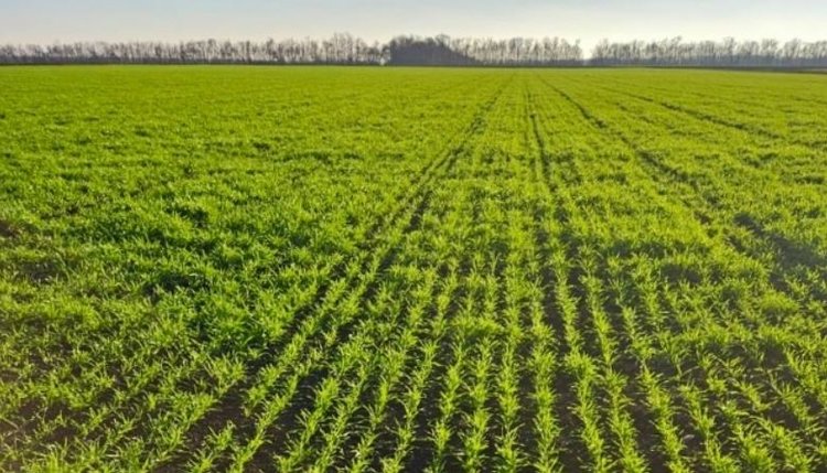 Урожай озимой пшеницы в 2026 году в Воронежской области обещает оправдать ожидания - фото