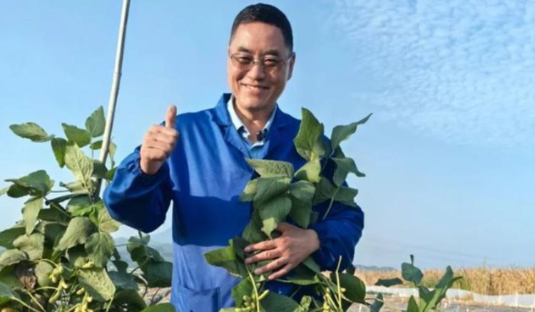 Двухметровые соевые «деревья» вывели в Китае - фото