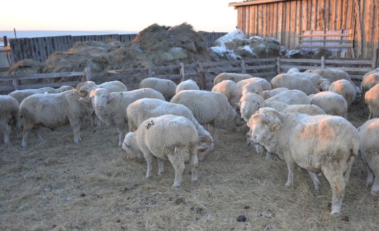 Овцеводство в Забайкалье развивается при грантовой поддержке Агростартапа - фото