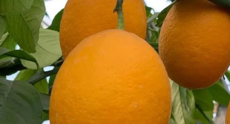 Лимонарии для продажи цитрусовых плодов успешно создает тамбовский садовод - фото