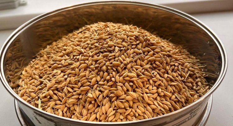 Значительное отклонение по обрушенным зернам установили в партии приморского риса нового урожая