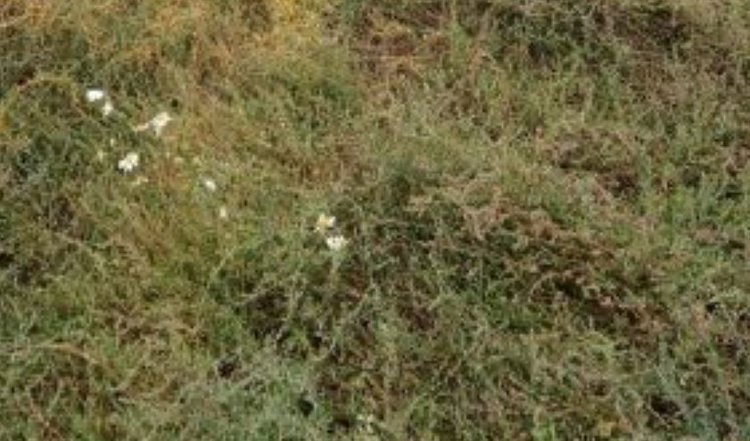 В Рязанской области ликвидировали повилику на сельхозземлях площадью свыше 225 га - фото