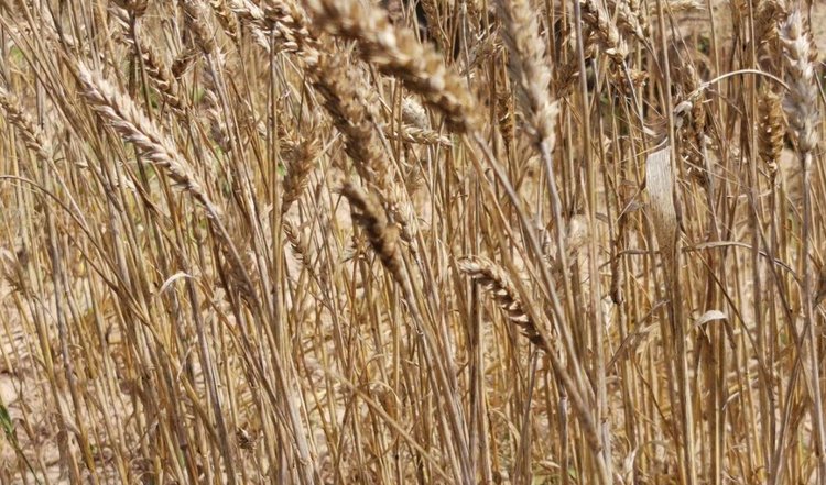 В Волгоградской области растет риск дефицита влаги для сельхозкультур в 2026 году - фото