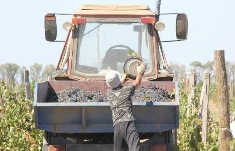 Виноградари Ставрополья добились достойного урожая 2025 года и закладывают новые гектары - фото
