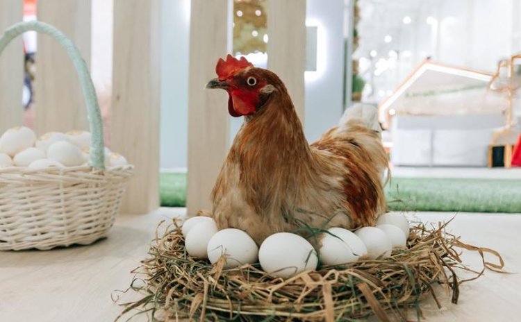 В Чувашии за десять месяцев произведено свыше 457 млн яиц - фото