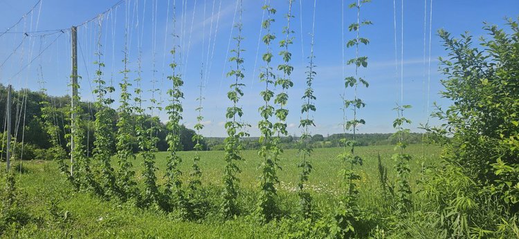 Новые схемы питания от ЕвроХима увеличили урожайность хмеля на 56%