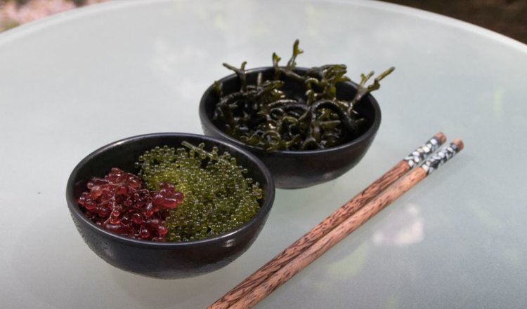 Чем полезны морские водоросли для здоровья на самом деле - фото