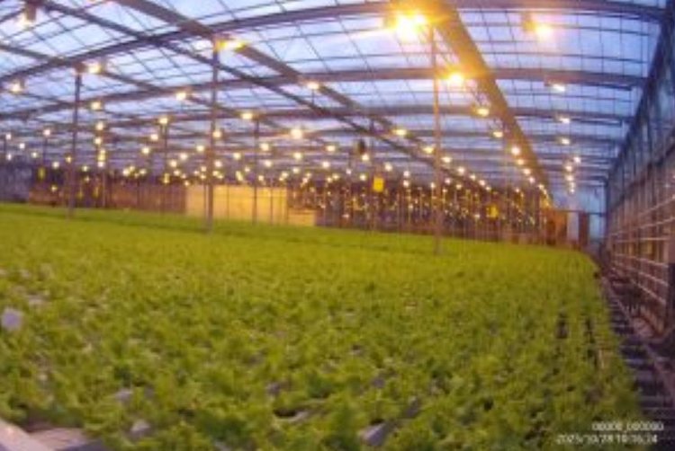 За неправильный пестицид на салате омский производитель получил штраф