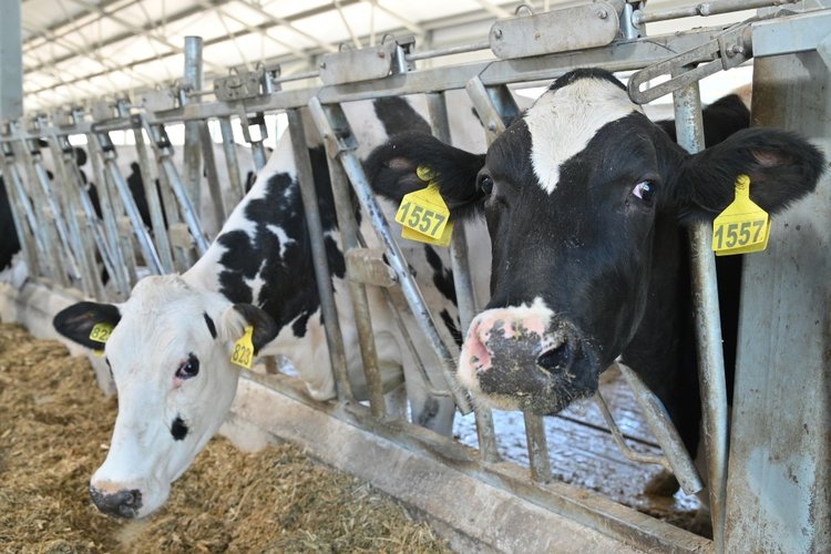 В Рязанской области племенное животноводство — одно из самых перспективных направлений - фото
