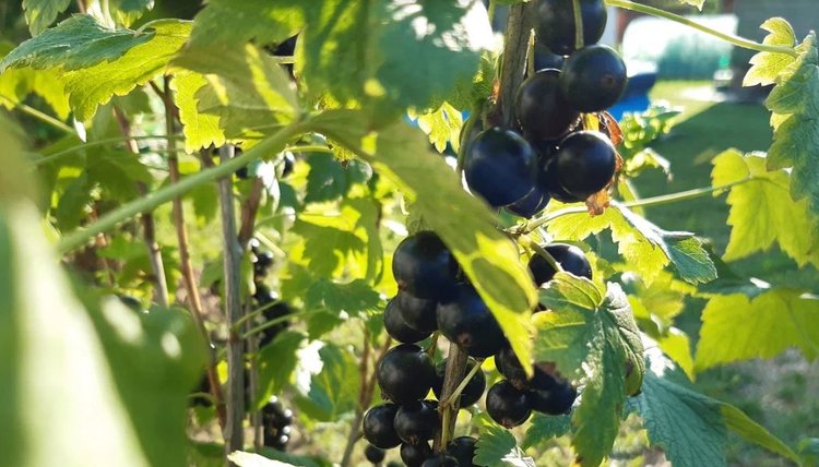 Почему советские садоводы не знали проблем с почковым клещом на смородине: метод ИСО - фото