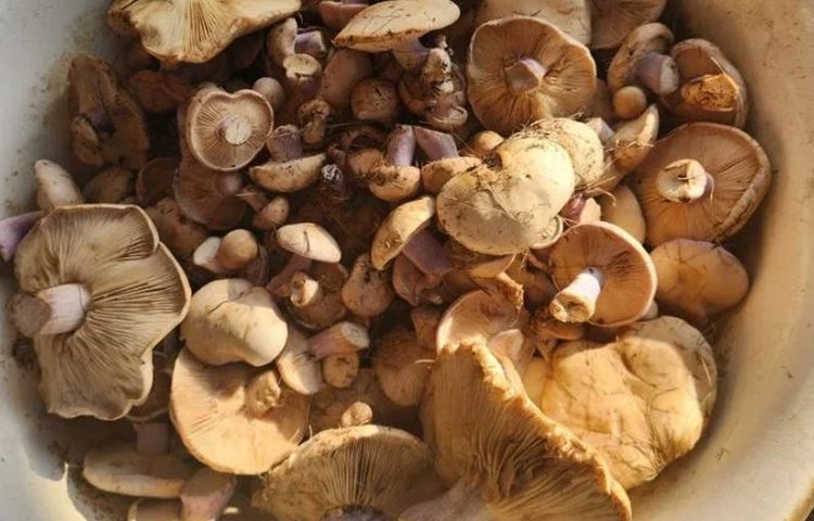 Зимний грибной сезон открылся в ДНР