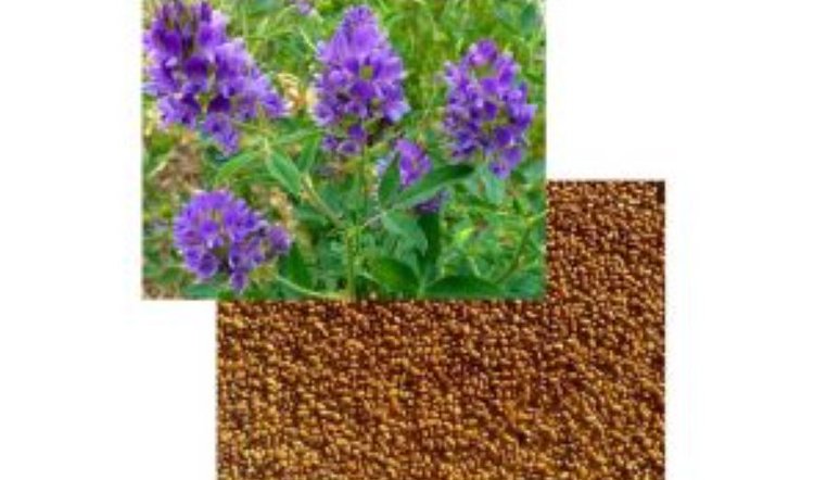 Кировская область значительно увеличила экспорт семян люцерны в Беларусь