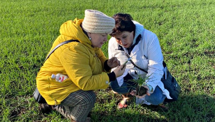 В Краснодарском крае провели предварительные учеты демопытов на озимой пшеницы по протравителям