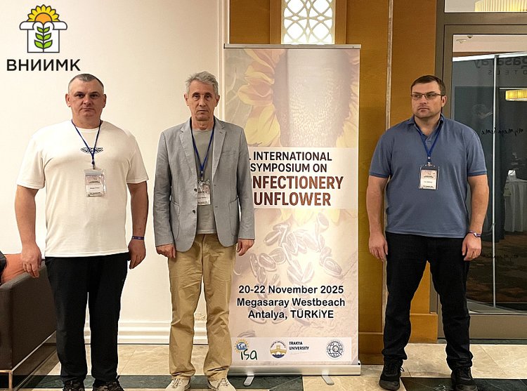 В России каждый третий кондитерский сорт подсолнечника — селекции ВНИИМК - фото