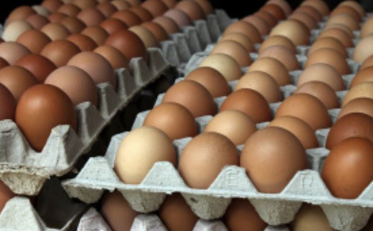 Производители куриного яйца в Липецкой области идут на рекорд - фото