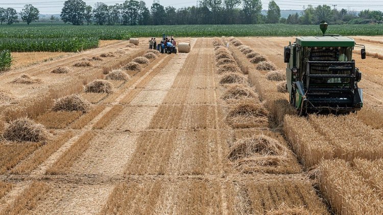 Источником токсичного кадмия в зернах пшеницы является минеральное удобрение, а не почва - фото