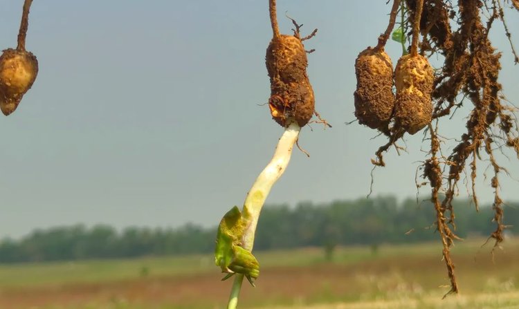 С прорастанием арахиса на корню ученые разобрались на генетическом уровне